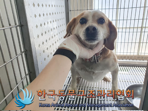 한국동물구조관리협회_441398202300193